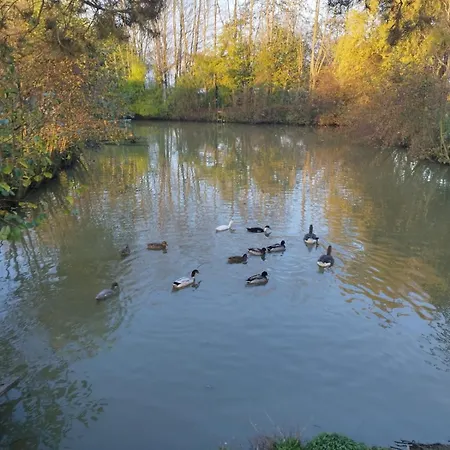 Partout L'etang En Der Nyaraló *